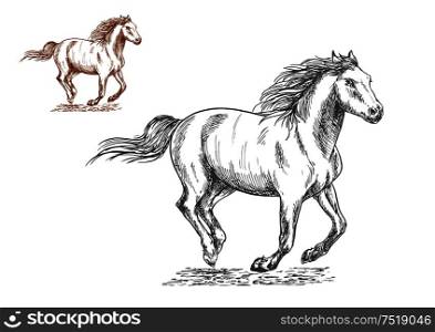 Running horses pencil sketch portrait. Brown and white mustang stallions with freedom gallop gait. Running horses pencil sketch portrait