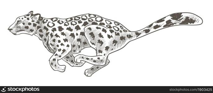 Running leopard, speedy cheetah hunting and chasing. Isolated feline animal with long tail. Cheetah or jaguar, tiger or leopard. Savannah and wilderness, preservation and park. Vector in flat style. Leopard or cheetah, running nd hunting leopard