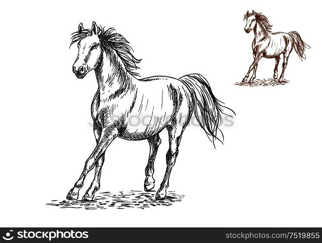 Running white and brown horses. Galloping mustang stallions rushing against wind, Vector pencil sketch portrait. Horse galloping sketch portrait