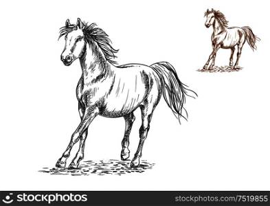 Running white and brown horses. Galloping mustang stallions rushing against wind, Vector pencil sketch portrait. Horse galloping sketch portrait
