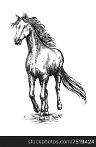 Running white horse pencil sketch. Vector galloping mustang stallion rushing against wind. Horse gallop running. Pencil sketch portrait