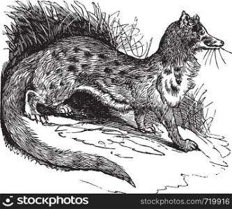 Rusty-spotted Genet or Genetta maculata or Panther Genet, vintage engraving. Old engraved illustration of Rusty-spotted Genet in the meadow.