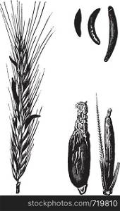 Rye or Secale cereale, vintage engraved illustration. Trousset encyclopedia (1886 - 1891).