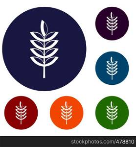 Rye spica icons set in flat circle red, blue and green color for web. Rye spica icons set