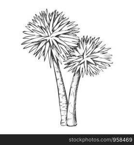 Sabal Palm Exotic Tropical Trees Monochrome Vector. Seashore Large Palm Cocos Nucifera. Warm Climate Wild Nature Botany Coco Plant Layout Designed In Retro Style Black And White Illustration. Sabal Palm Exotic Tropical Trees Monochrome Vector