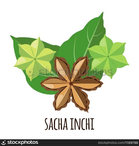 Sacha Inchi vector icon in flat style isolated on white background. Superfood sacha inchi fruit. Organic healthy dietary supplement. Vector illustration.. Sacha Inchi vector icon in flat style isolated on white background.