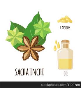 Sacha Inchi vector set in flat style isolated on white background. Superfood sacha inchi fruit. Organic healthy dietary supplement. Vector illustration.. Sacha Inchi vector set in flat style isolated on white background.