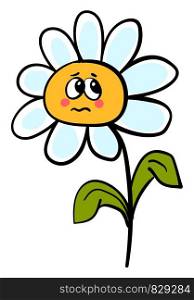 Sad daisy, illustration, vector on white background.