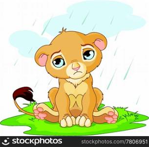 Sad lion cub
