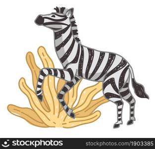Safari and african wilderness flora and fauna. Isolated zebra animal with long leaves or grass, grazing equine mammal, horse with stripes on fur. National park or reservation. Vector in flat style. Zebra on field, mammal with stripped fur on coat