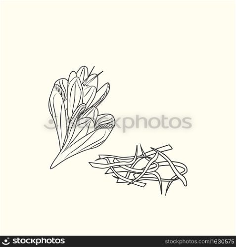 Saffron flower and stamens ink sketch isolated. Monochrome food ingredient. Botanical herbal. Flavoring plant in vintage hand drawn engraved style. Vector illustration. Saffron flower and stamens ink sketch isolated. Monochrome food ingredient.