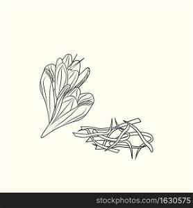 Saffron flower and stamens ink sketch isolated. Monochrome food ingredient. Botanical herbal. Flavoring plant in vintage hand drawn engraved style. Vector illustration. Saffron flower and stamens ink sketch isolated. Monochrome food ingredient.