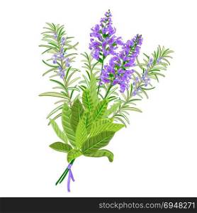 Sage and rosemary flowers.. Bunch of flowering sage and rosemary. Vector illustration