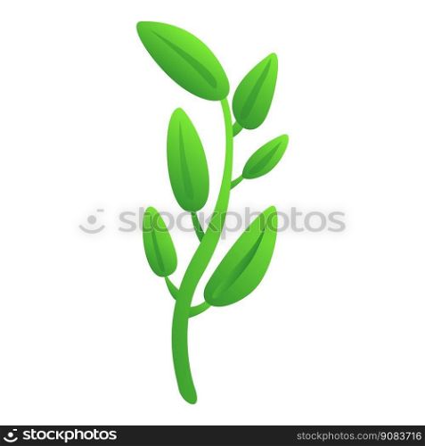 Sage basil plant icon cartoon vector. Aromatic herb. Green herbal. Sage basil plant icon cartoon vector. Aromatic herb