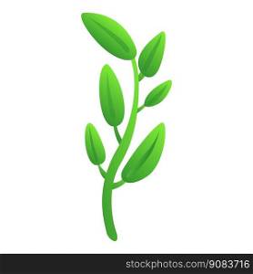 Sage basil plant icon cartoon vector. Aromatic herb. Green herbal. Sage basil plant icon cartoon vector. Aromatic herb