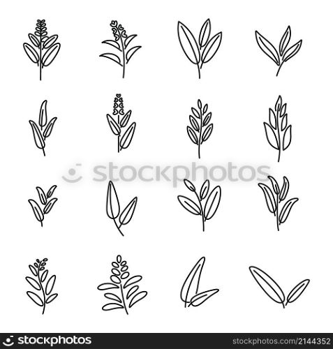 Sage icons set outline vector. Flower leaf. Garden health. Sage icons set outline vector. Flower leaf