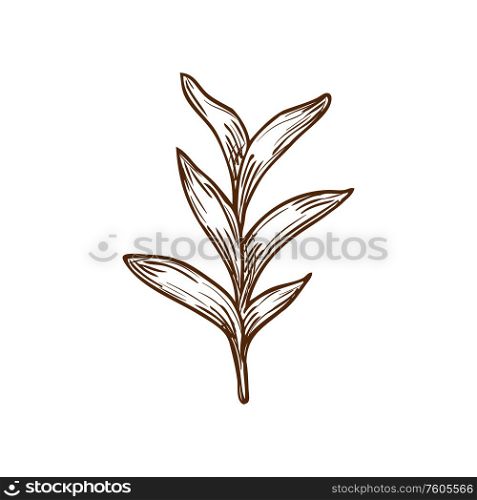 Sage isolated culinary herb sketch. Vector common Salvia officinalis, aromatic plant with leaves. Garden sage isolated vector culinary herb sketch