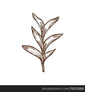 Sage isolated culinary herb sketch. Vector common Salvia officinalis, aromatic plant with leaves. Garden sage isolated vector culinary herb sketch