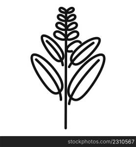 Sage leaf icon outline vector. Herb flower. Tea mint. Sage leaf icon outline vector. Herb flower