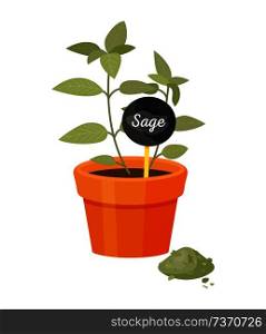 Sage salvia in pot poster with label spice, powder and ground leaves, spicy condiment organic herb grown at home, vector healthy cooking ingredient. Sage Salvia in Pot Poster Vector Illustration