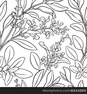 sage seamless pattern. sage plant seamless pattern on white background