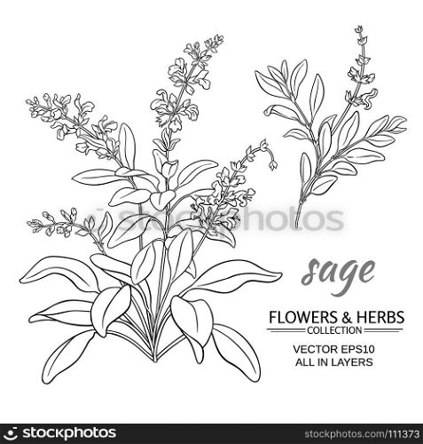sage vector illustration. sage herb vector illustration on white background