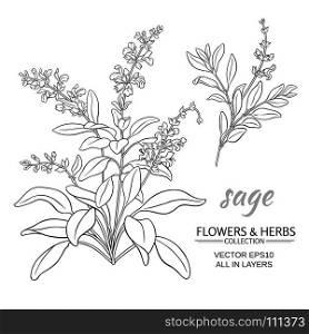 sage vector illustration. sage herb vector illustration on white background