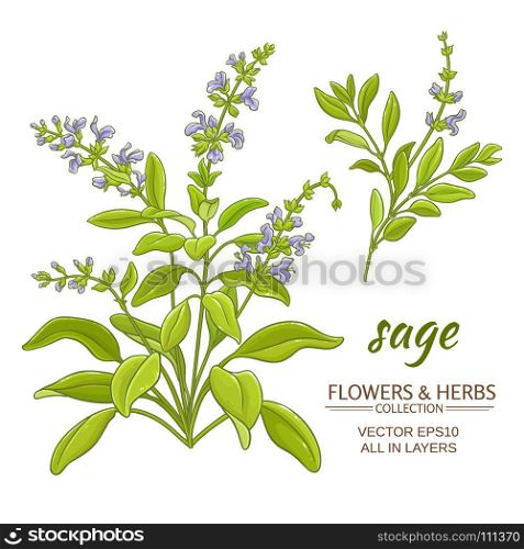 sage vector illustration. sage plant vector illustration on white background