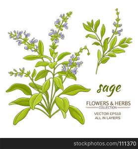sage vector illustration. sage plant vector illustration on white background
