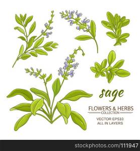 sage vector set. sage plant vector set on white background