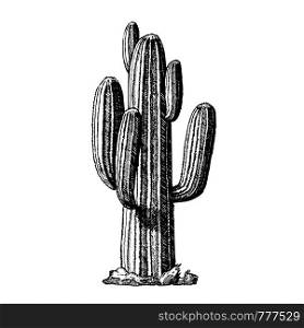 Saguaro Arborescent Tree-like Cactus Ink Vector. Cactus Specie In Monotypic Genus Carnegiea Concept. Family Cactaceae Hand Drawn In Retro Style Template Black And White Illustration. Saguaro Arborescent Tree-like Cactus Ink Vector
