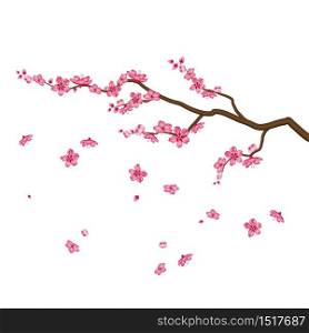 Sakura blossom flowers isolated on white background, vector illustrator