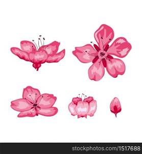 Sakura blossom flowers isolated on white background, vector illustrator