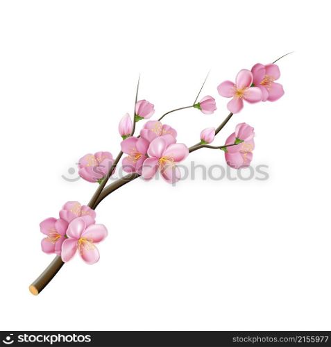 sakura branch flower blossom pink tree. china symbol. 3d realistic vector illustration. sakura branch flower blossom vector