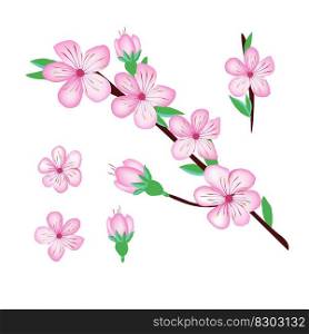 Sakura cherry blossom flower for sufface design. Sakura cherry blossom flower design