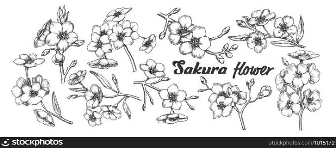 Sakura Collection Tree Branches Set Vintage Vector. Assortment Of Sakura Twigs With Flowers, Buds And Leaves. Engraving Template Pencil Drawn In Retro Style Black And White Illustrations. Sakura Collection Tree Branches Set Vintage Vector