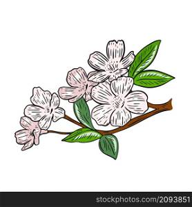 Sakura flower sprig isolated vector illustration. Spring flowering tree cherry or apple tree. Little pink flowers