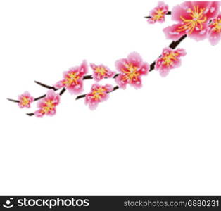 Sakura flowers background. Cherry blossom isolated white background. Chinese new year