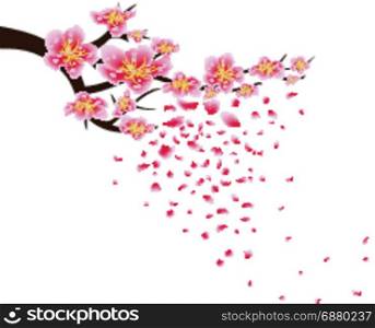 Sakura flowers background. Cherry blossom isolated white background. Chinese new year