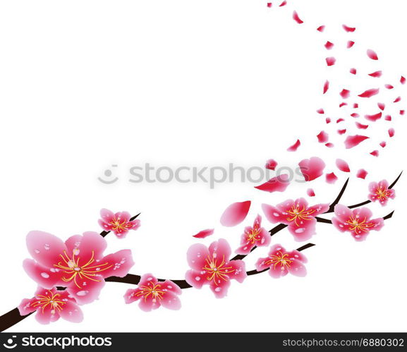 Sakura flowers background. Cherry blossom isolated white background. Chinese new year