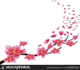 Sakura flowers background. Cherry blossom isolated white background. Chinese new year