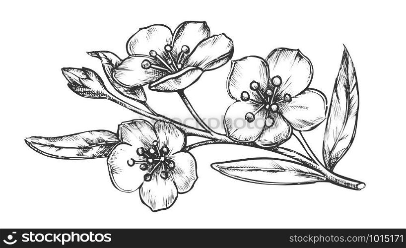 Sakura Oriental Fruit Garden Tree Vintage Vector. Graceful Sakura Twig With Flowers And Leaves Romantic Place Element. Engraving Layout Pencil Drawn In Retro Style Black And White Illustration. Sakura Oriental Fruit Garden Tree Vintage Vector