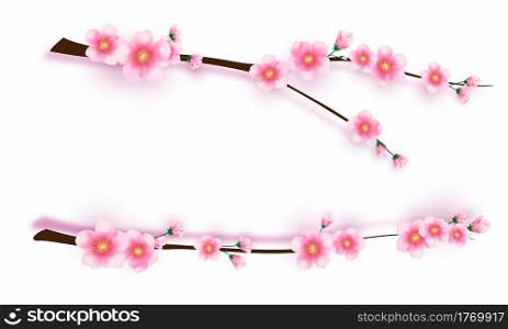sakura with flowers and leaves on white background. Cherry blossom spring design.