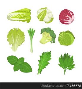 Salad and cabbage species set. Spinach leaves, lettuce, endive, red kale, romaine isolated on white. Vector illustration for organic food, healthy eating, vegan diet concept