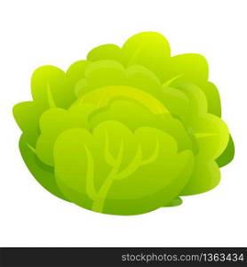 Salad cabbage icon. Cartoon of salad cabbage vector icon for web design isolated on white background. Salad cabbage icon, cartoon style