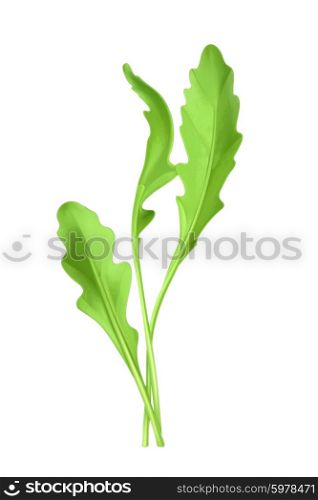 Salad rocket, vector illustration