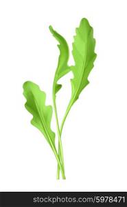 Salad rocket, vector illustration