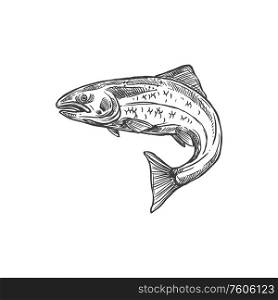 Salmon and trout fish vector sketch isolated icon. Fishing symbol, seafood and fisher catch freshwater river trout and saltwater sea salmon in monochrome sketch. Fish sketch salmon and trout, fishing catch