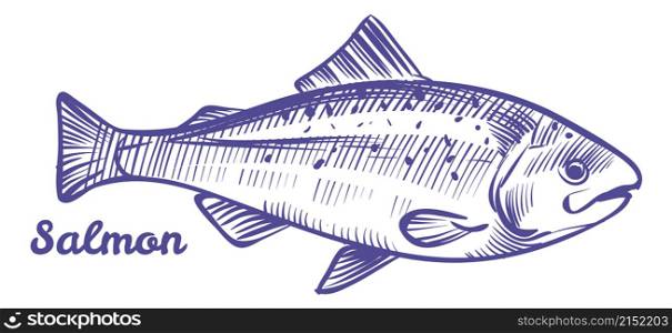 Salmon ink sketch. Marine animal. Sea fish isolated on white background. Salmon ink sketch. Marine animal. Sea fish