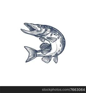 Salmon or trout grayling whitefish isolated monochrome sketch. Vector underwater animal, salmon hand drawn. Trout, char, grayling and whitefish in jump, fishing sport trophy, jumping fish. Atlantic salmon ray-finned fish, Salmonidae icon